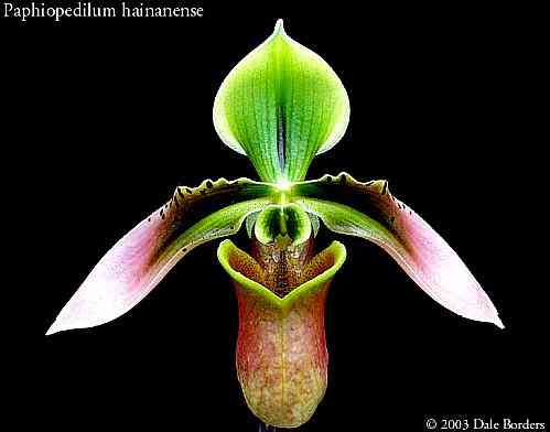 Paphiopedilum hainanense